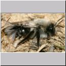 Andrena vaga - Weiden-Sandbiene -07- 10 mit Stylops.jpg